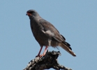 Graubürzel-Singhabicht